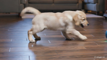 Pelota Interactiva Automática para Perros y Gatos | 3 Modos USB
